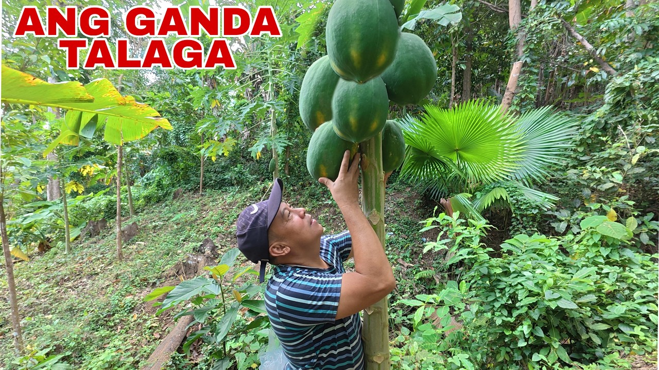 DIREKTANG GALING SA PUNO! **PAPAYA PICKING* | Biyaherong Batangueno