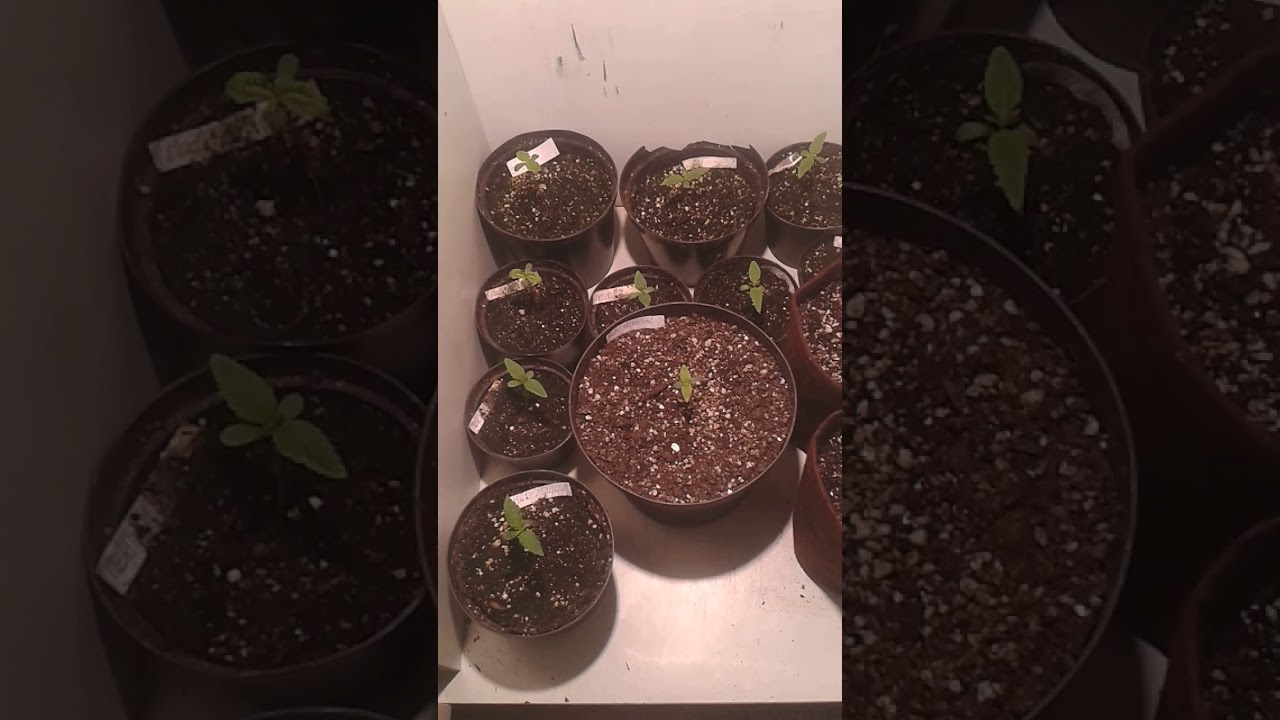 Girl scout cookies,Headband OG (OG Kush x sour diesel) auto amnesia auto magnum.