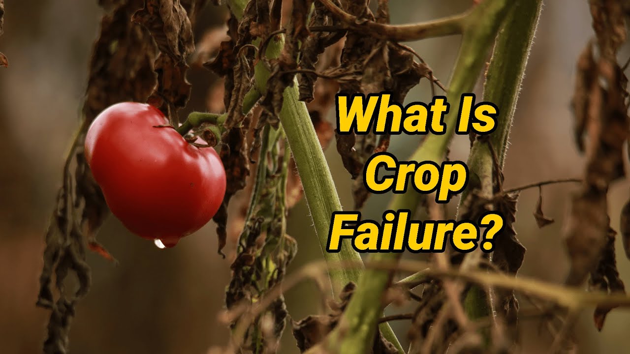 008 What Is Crop Failure? This Could Make Or Break Your Preps