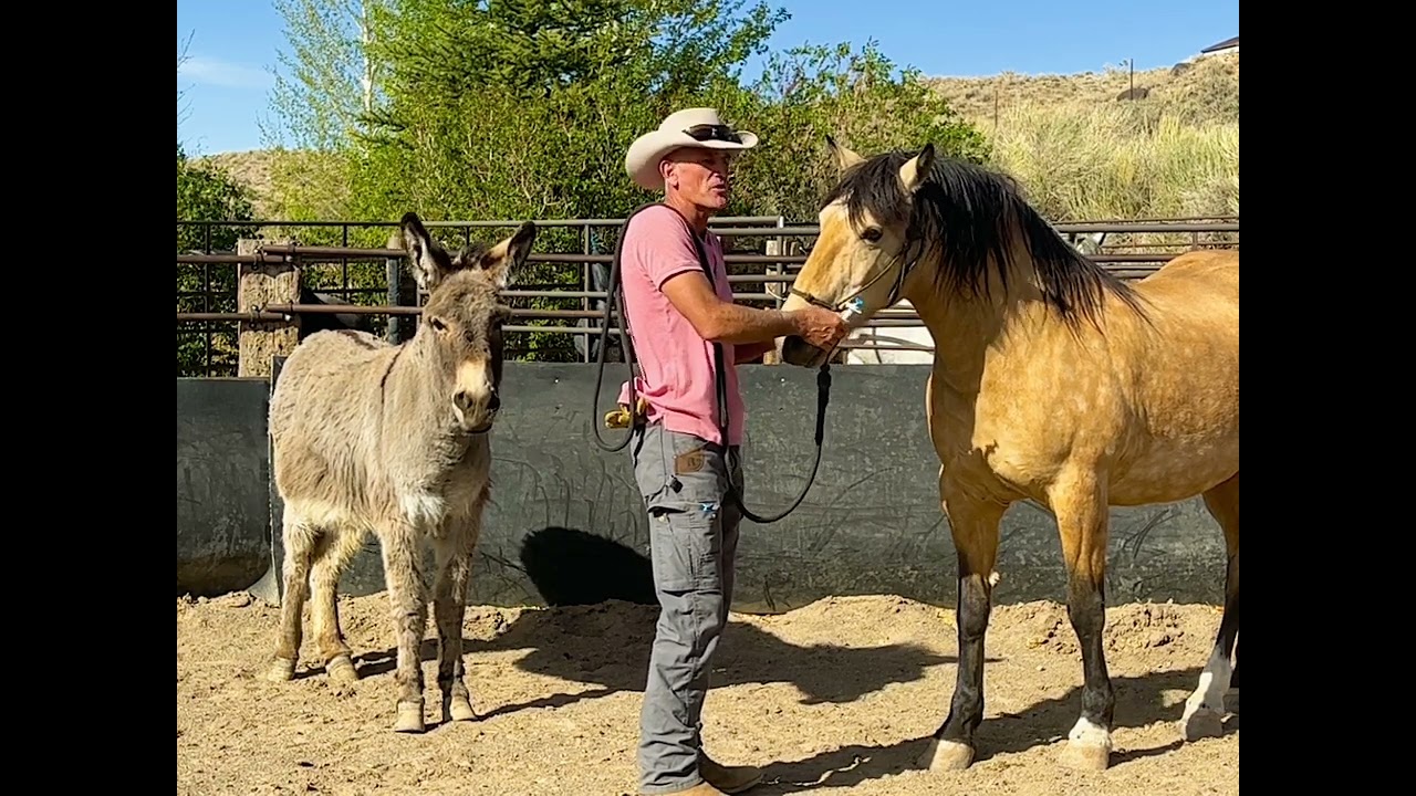 How to administer oral medications (dewormer) to your horse.