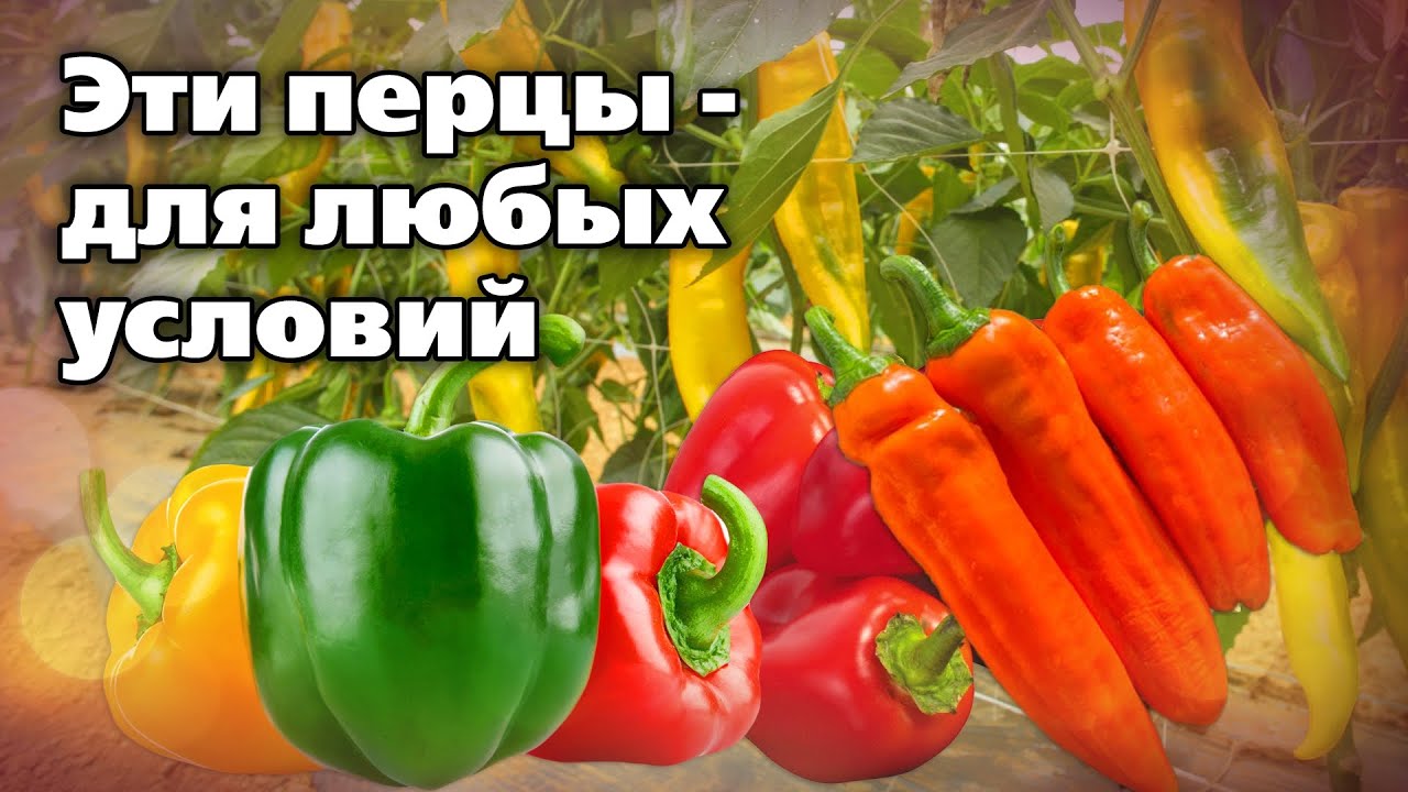 Сорта перцев для открытого грунта и теплиц.  Всегда достойные урожаи