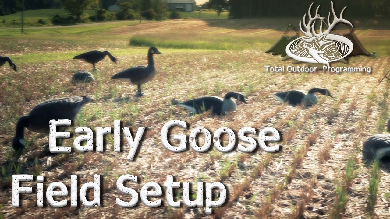 Early Season Goose Field Hunting Decoy Spread / Waterfowl Setup