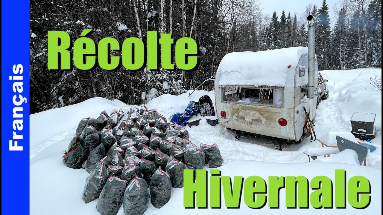 Récolte Hivernale pour notre bière d'épinette