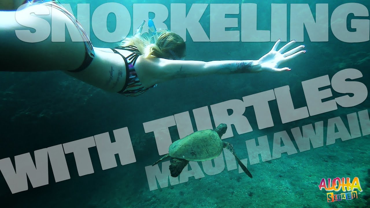 Snorkeling With Turtles : Maui, Hawaii