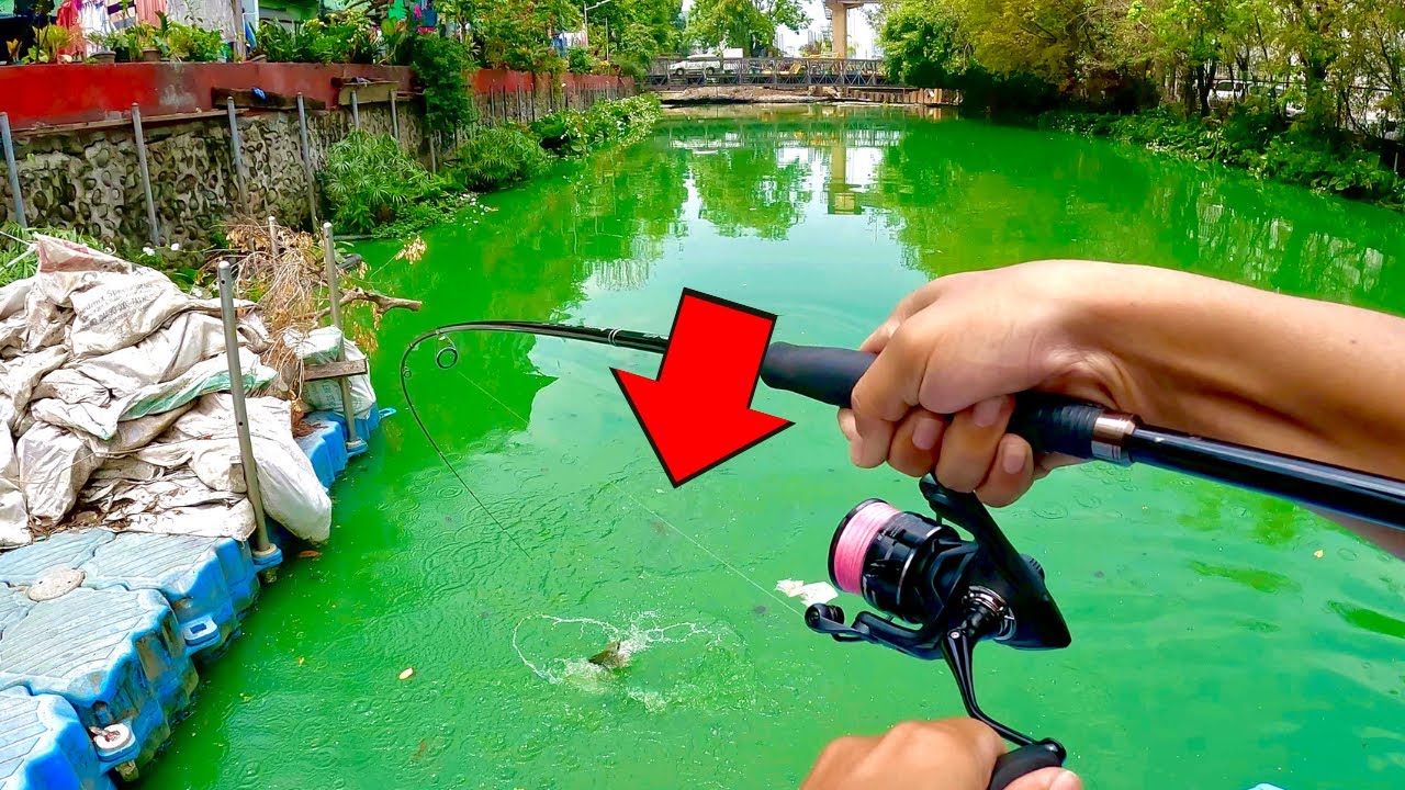 This CANAL is LOADED with SNAKEHEAD FISH | Fishing in the Philippines | Y3E45