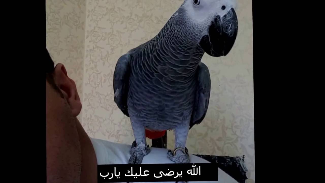ببغاء يتكلم.. اتحداك ما تضحك