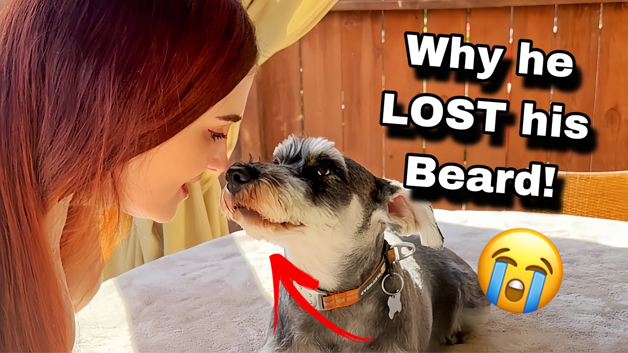 De-Schnauzered?! My Dog’s Beard Is GONE!