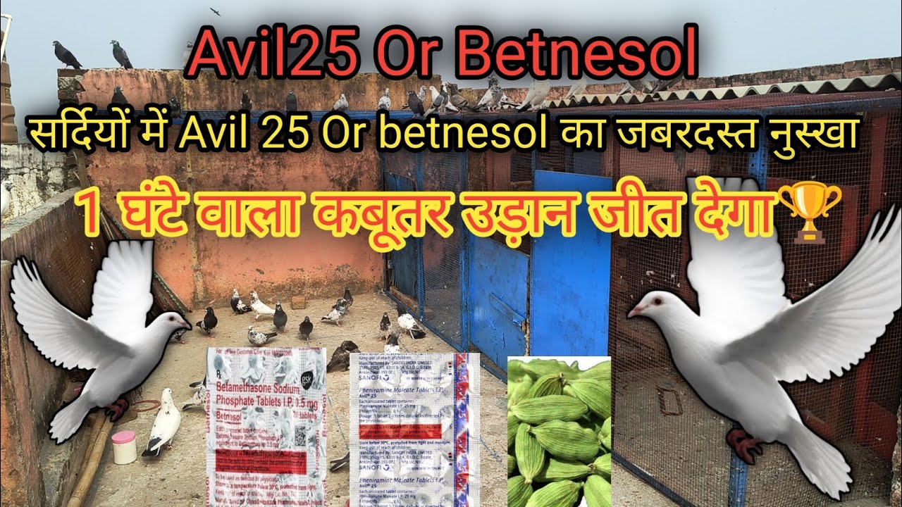 सर्दियों में Avil 25 Or betnesol का जबरदस्त नुस्खा कबूतर को उड़ाने के लिये पानी Kabootar ka khel pani