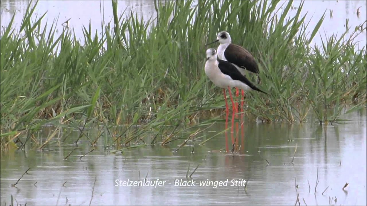 Landscape and Birding Impressions in Lake Neusiedl National Park