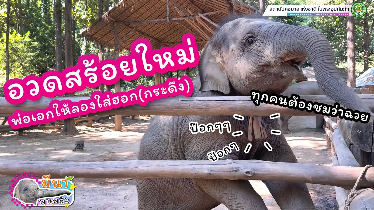 มีนา พาเพลิน 18 มกราคม 2568 วันนี้หนูได้ห้อยกระดึงครั้งแรกด้วยแหละ