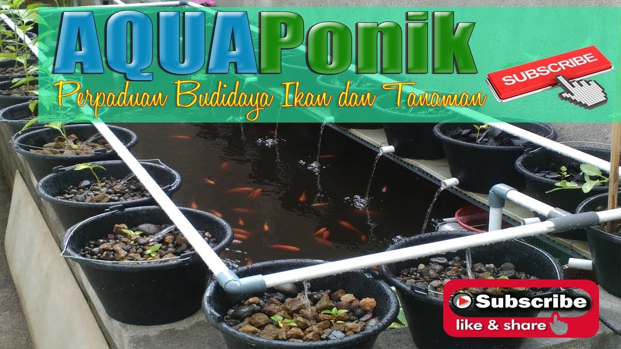 Aqua Ponik Keren-Mas Bagus