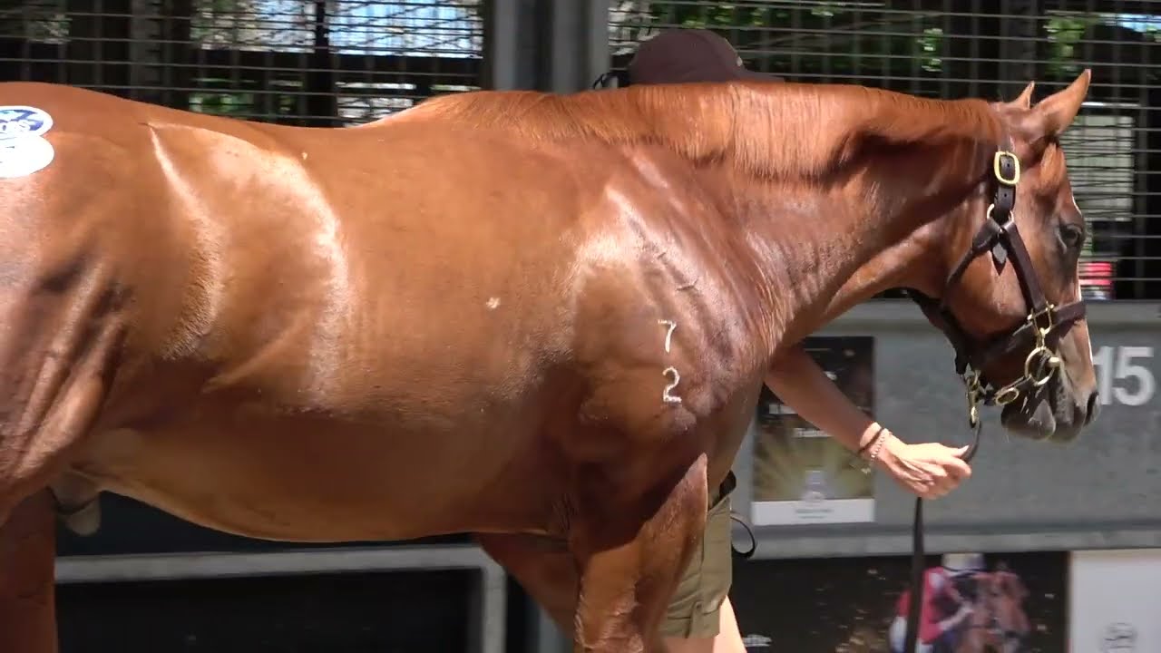 2024 Magic Millions Justify x Tatiara Colt