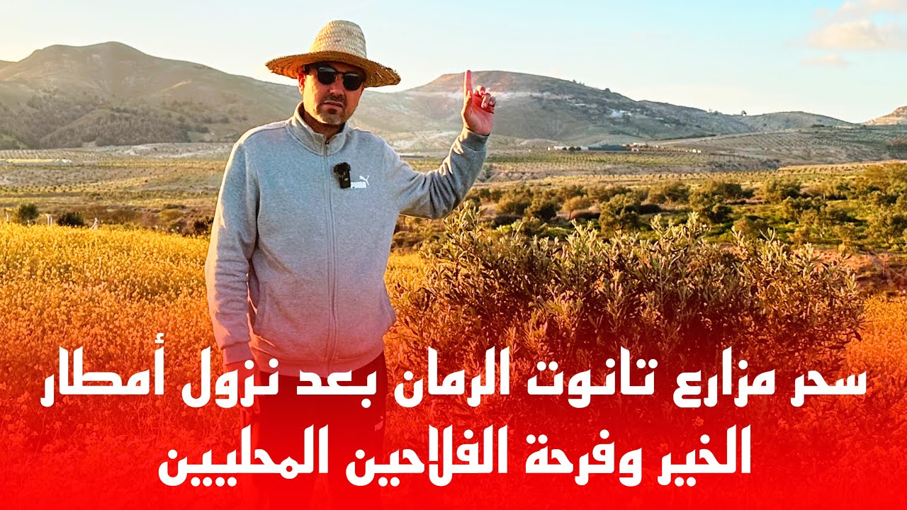 🔴سحر مزارع تانوت الرمان بعد نزول امطار الخير وفرحة الفلاحين المحليين @MAROC_RIF,,