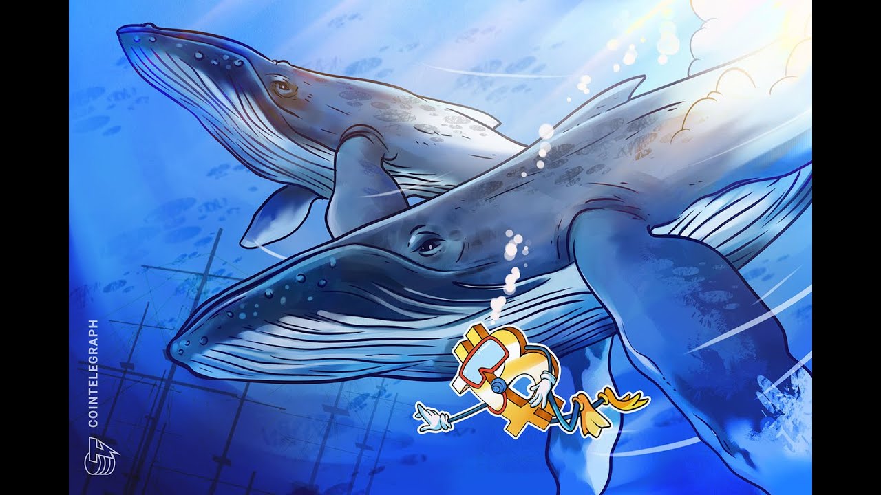 HOW TO BECOME A DRIP WHALE