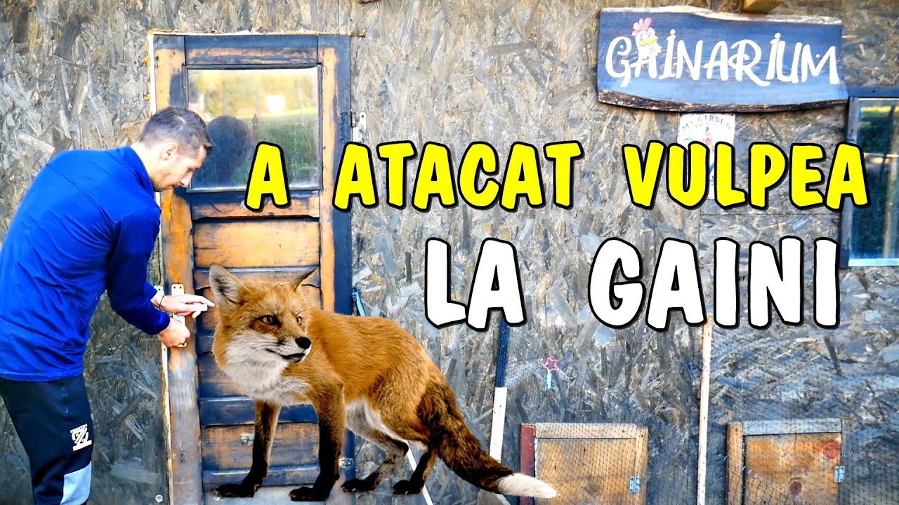 🦊Gospodărie lui George a fost atacata de Vulpea - Găinarium din Șirnea #viatalatara