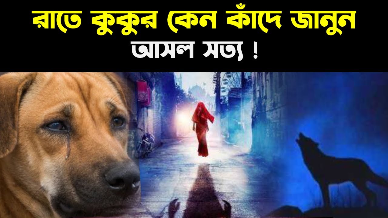 রাতে কেন কুকুর কাঁদে জানলে অবাক হয়ে যাবেন !! Why dog cry at night ?