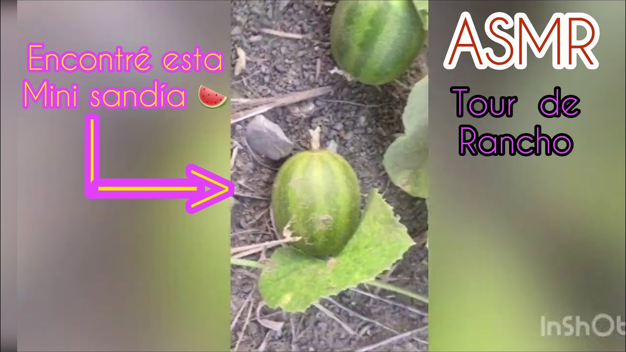 ASMR SEMI INAUDIBLE TOUR POR MI RANCHO
