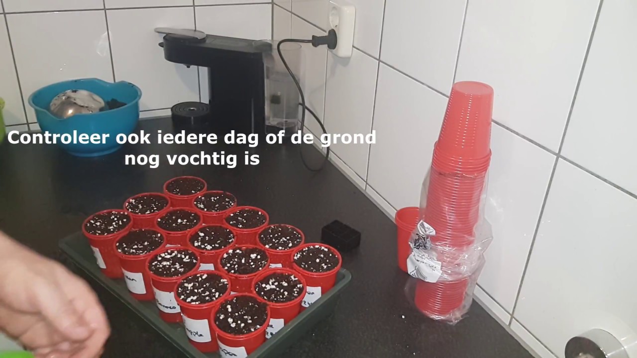 Peper groei serie deel 1 (peperzaden zaaien)