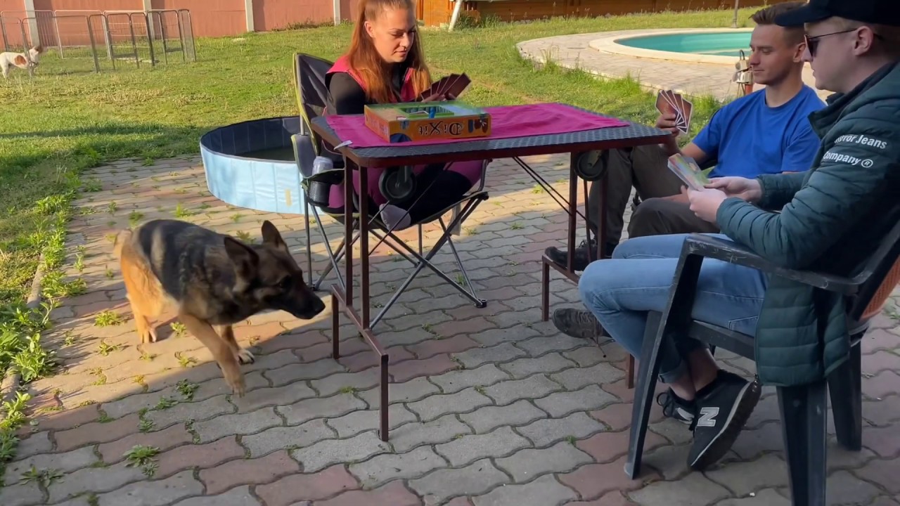 Kistokaji kutyasuli a karant&egrave;n idej&egrave;n🧻&hearts;️