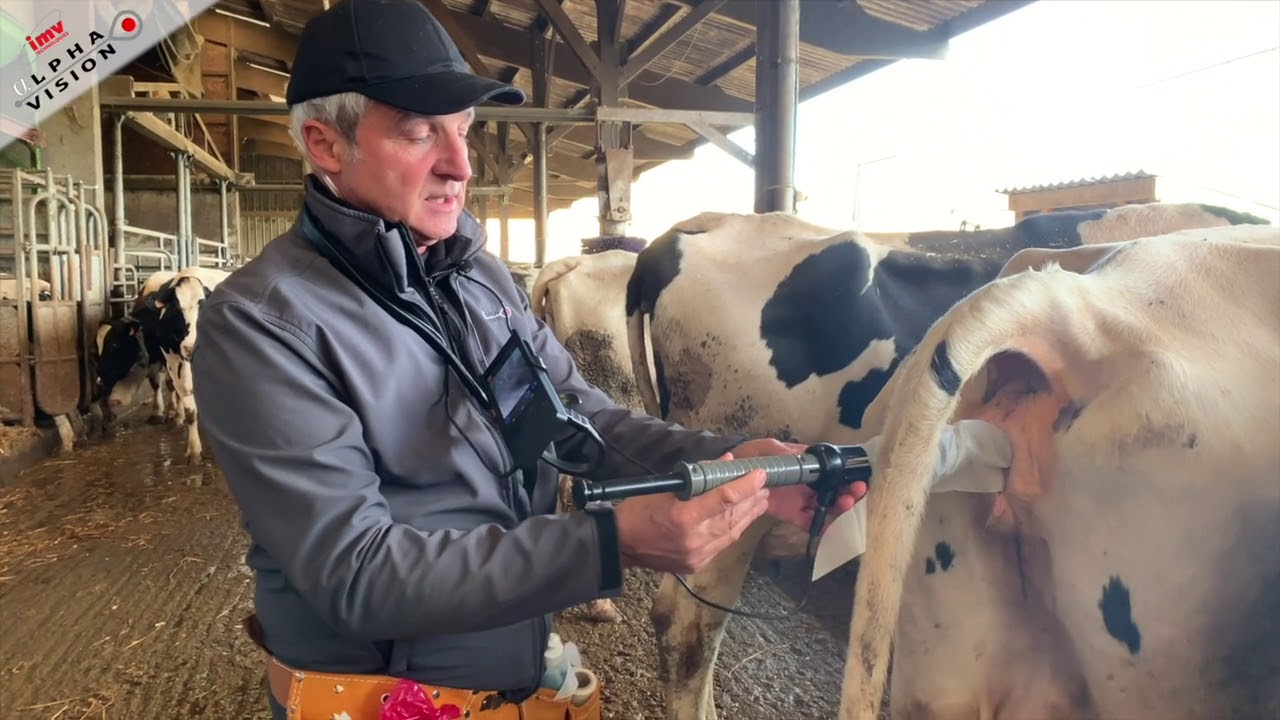 Découverte de l’insémination d’une vache avec l’AlphaVision.