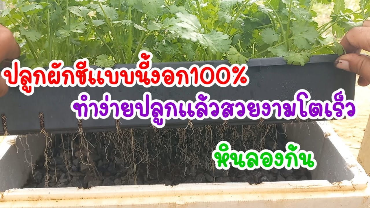 ปลูกผักชีแบบนี้งอก100% การปลูกผักชีในตะกร้าโดยการใช้หินลองก้น ทำง่ายโตเร็ว/เต๋าสายกลาง