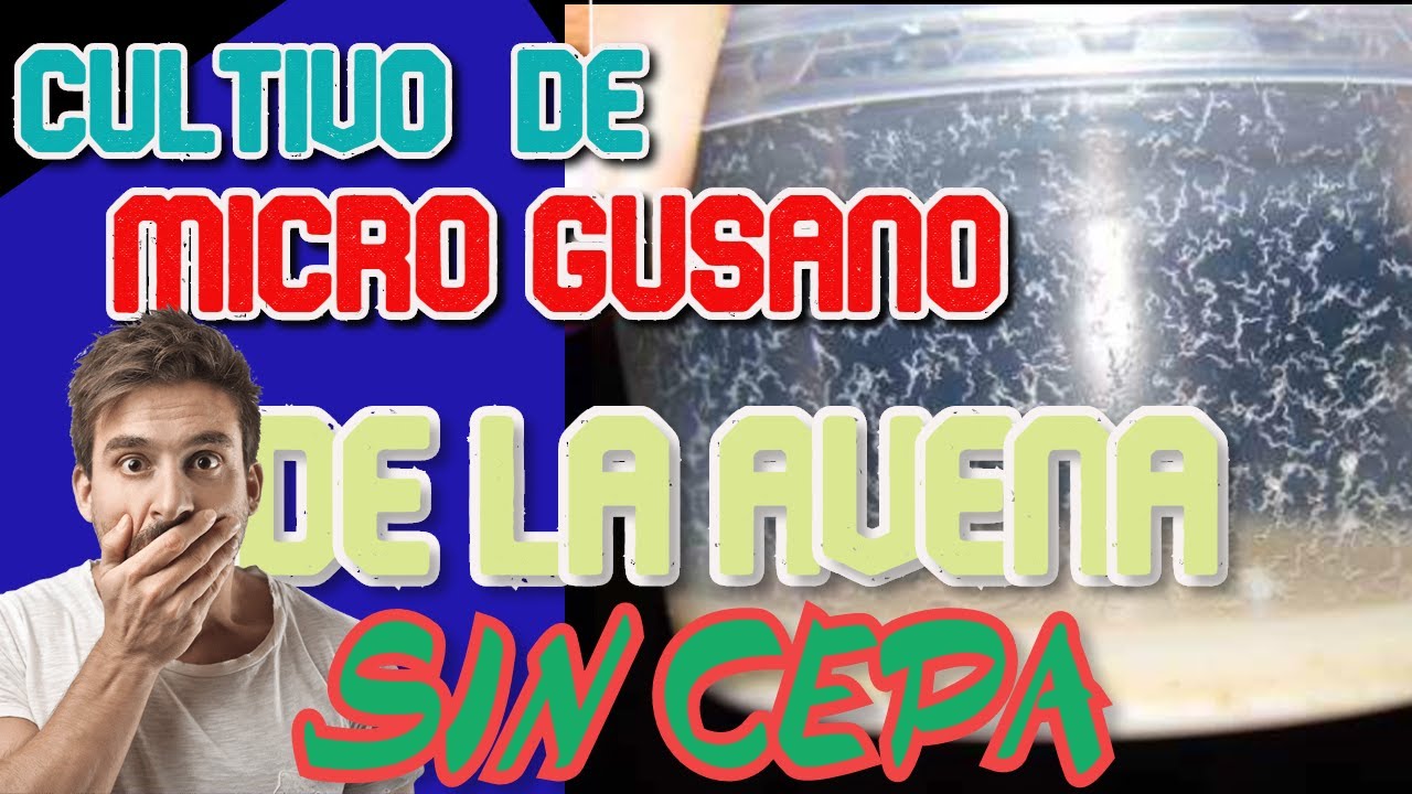 Como Hacer  CEPA de MICRO GUSANO  de la avena sin CEPA  MITO O REALIDAD #aquahobbycancun