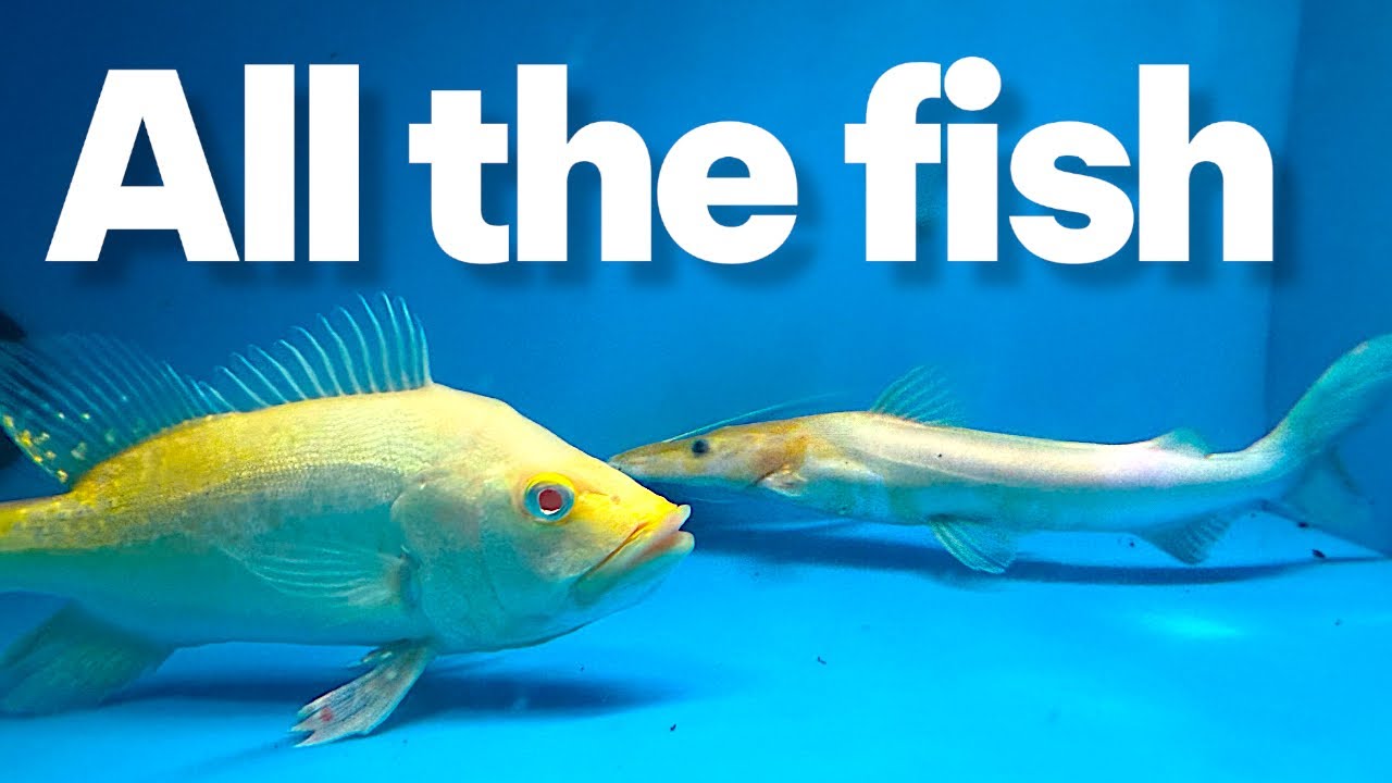 LAST FISH STOCK TOUR OF THE YEAR