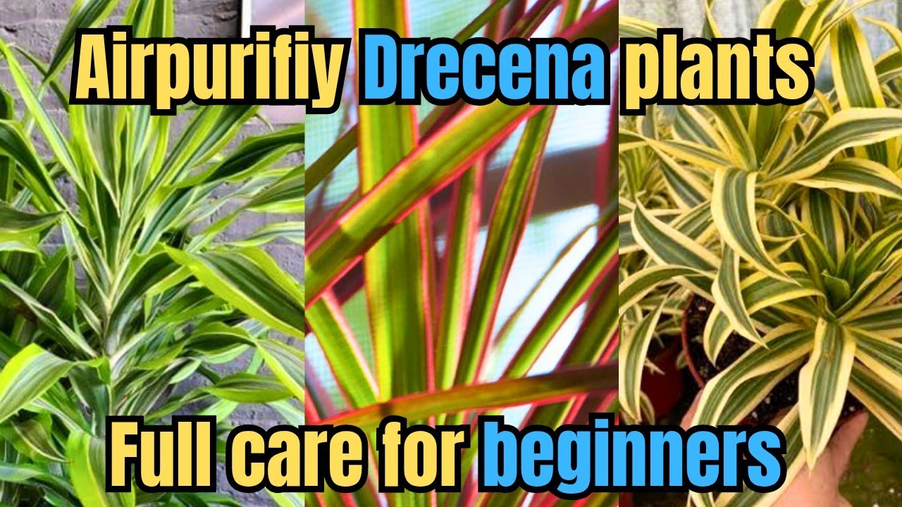 Drecena plants repotting #fullcare #beginners 