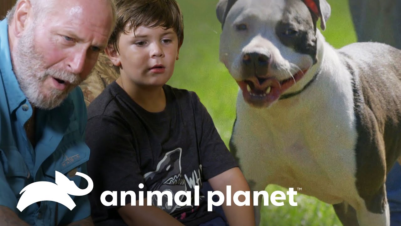 Família desiste de adotar cadela | Pit bulls e condenados | Animal Planet Brasil