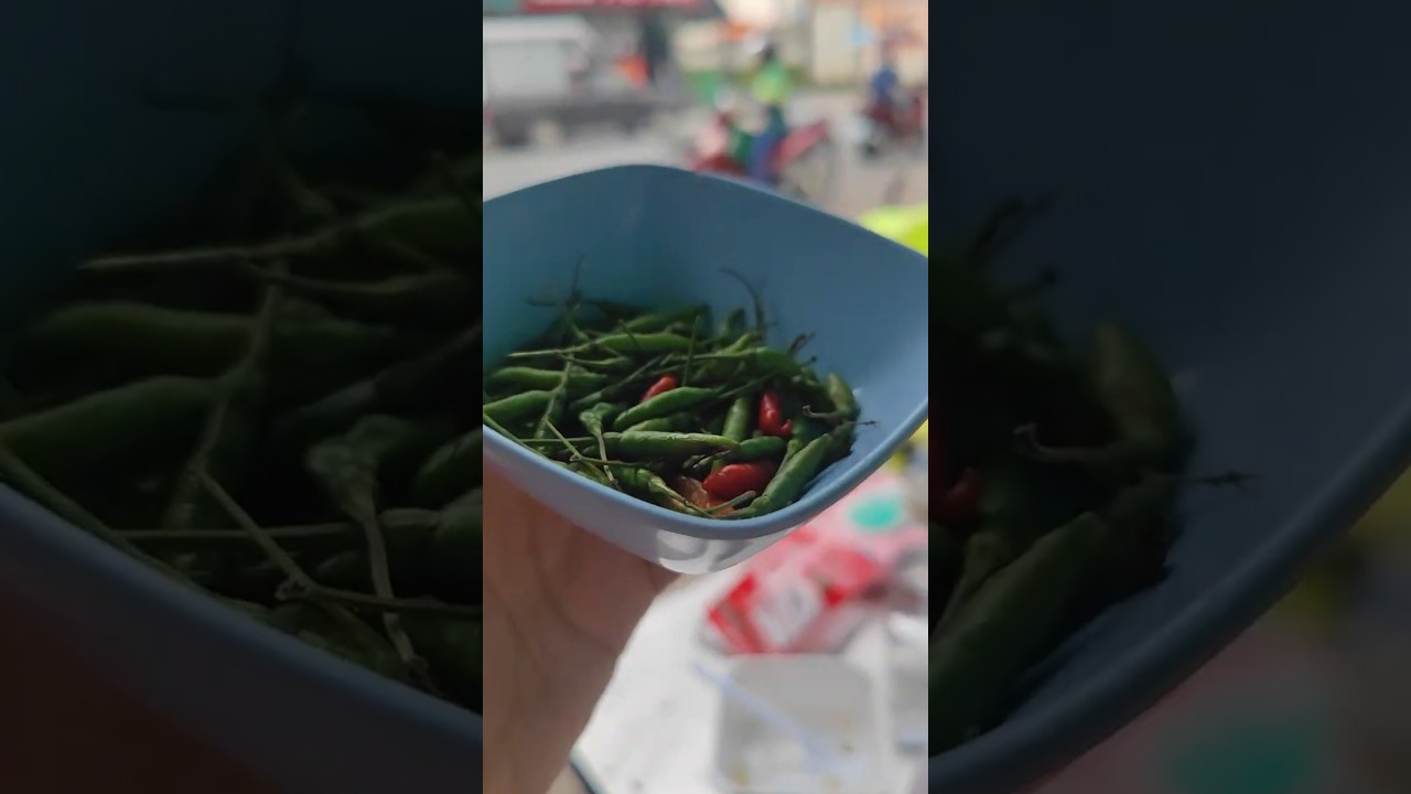 Посеяла ядреный вьетнамский перец из уличного кафе и вот что взошло.