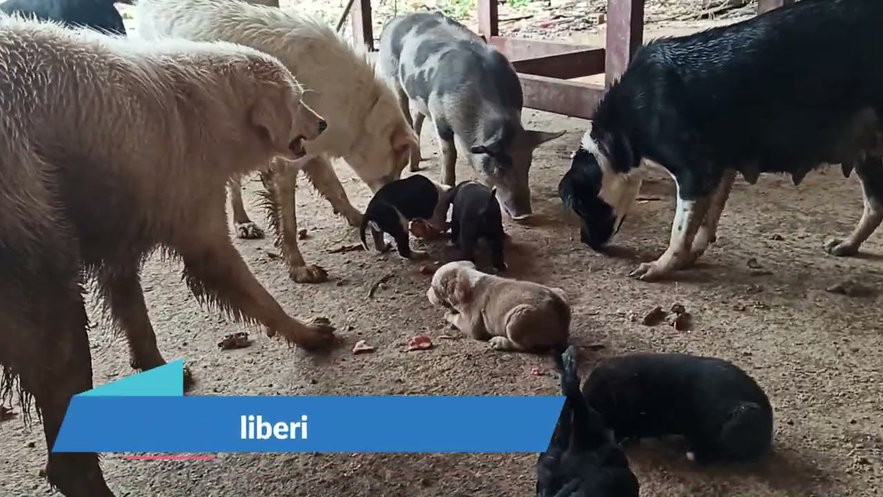 cuccioli svezzati
