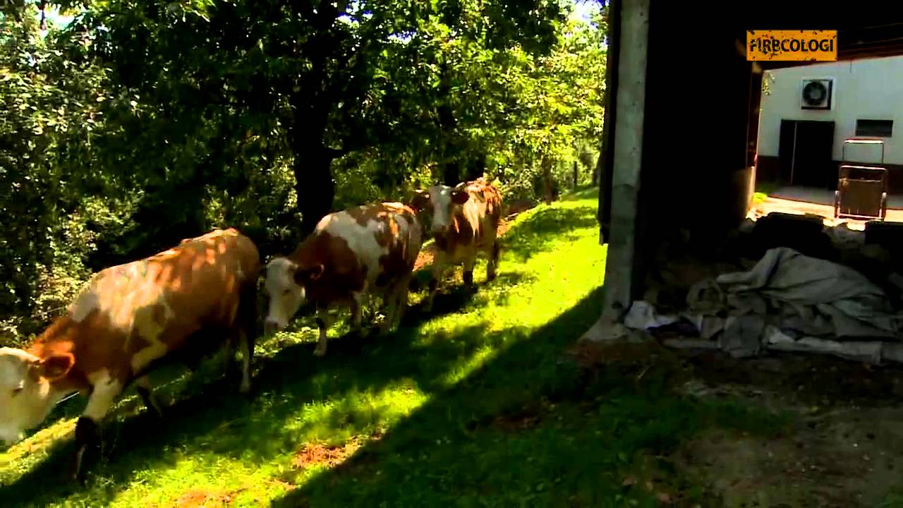 Firbcologi: kmetija