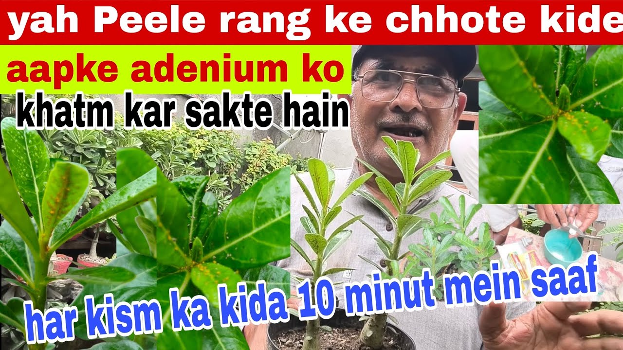 Yah Peele rang ke chhote kide aapke adenium ko khatm kar sakte hain har ki Raat 10 minut mein saaf