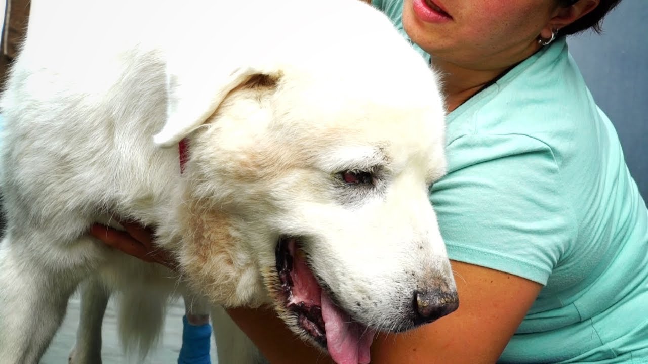 THE END OF THE ROAD FOR SAMSON... WE NEED TO BUY HIM TIME !