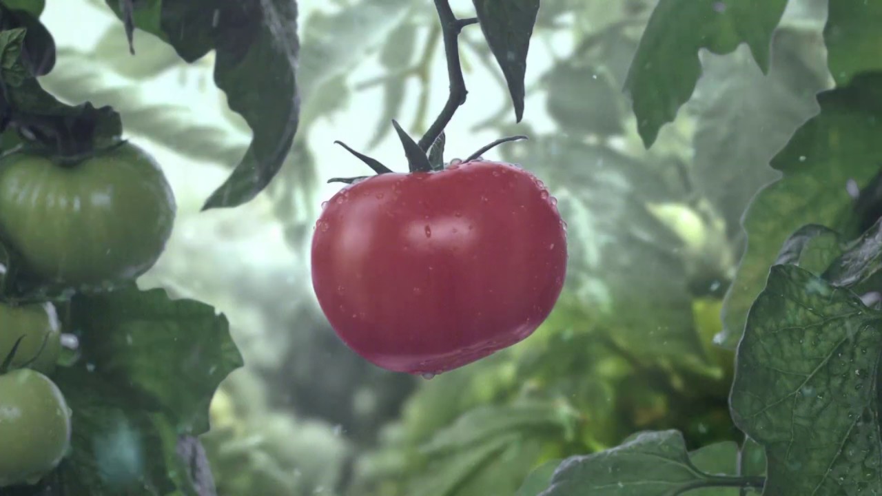 Tomate la vida como un tomate