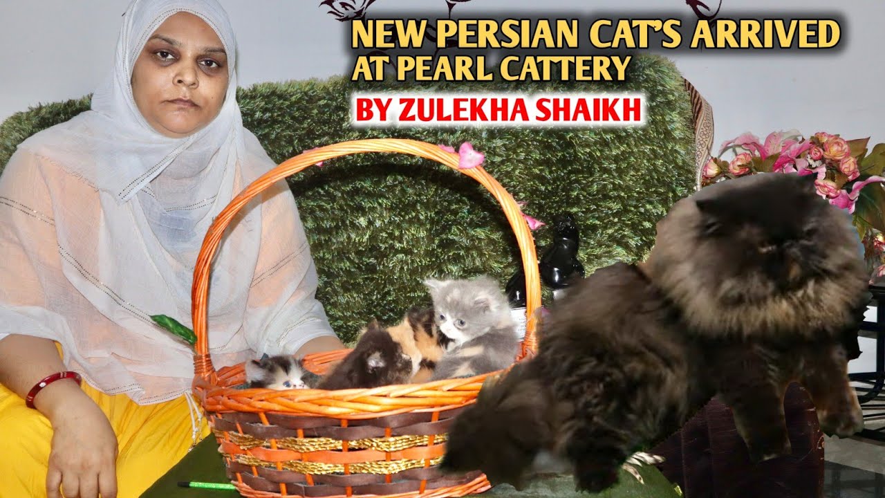 New Persian Cat's Arrived At Pearl Cattery By Zulekha Shaikh