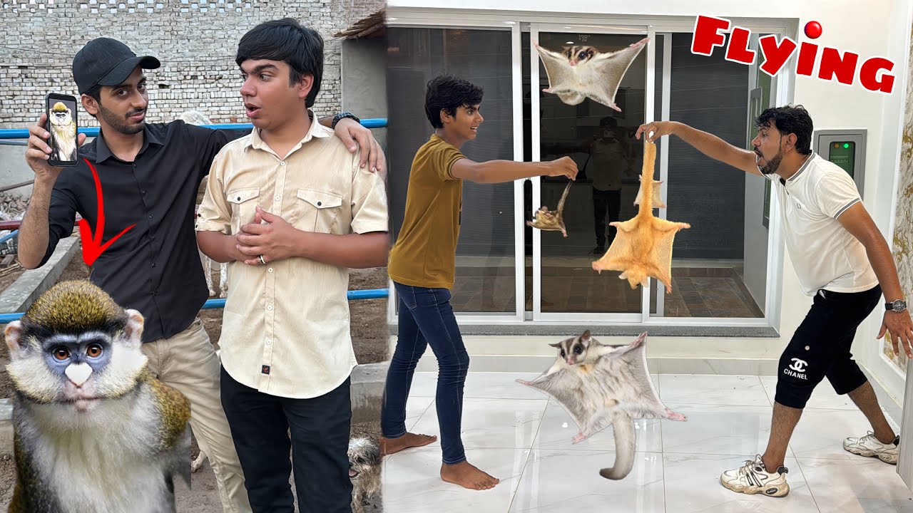 Sugar Glider Ko Flying Karwai 😍 White Nose Monkey Lena Cahia 🤔