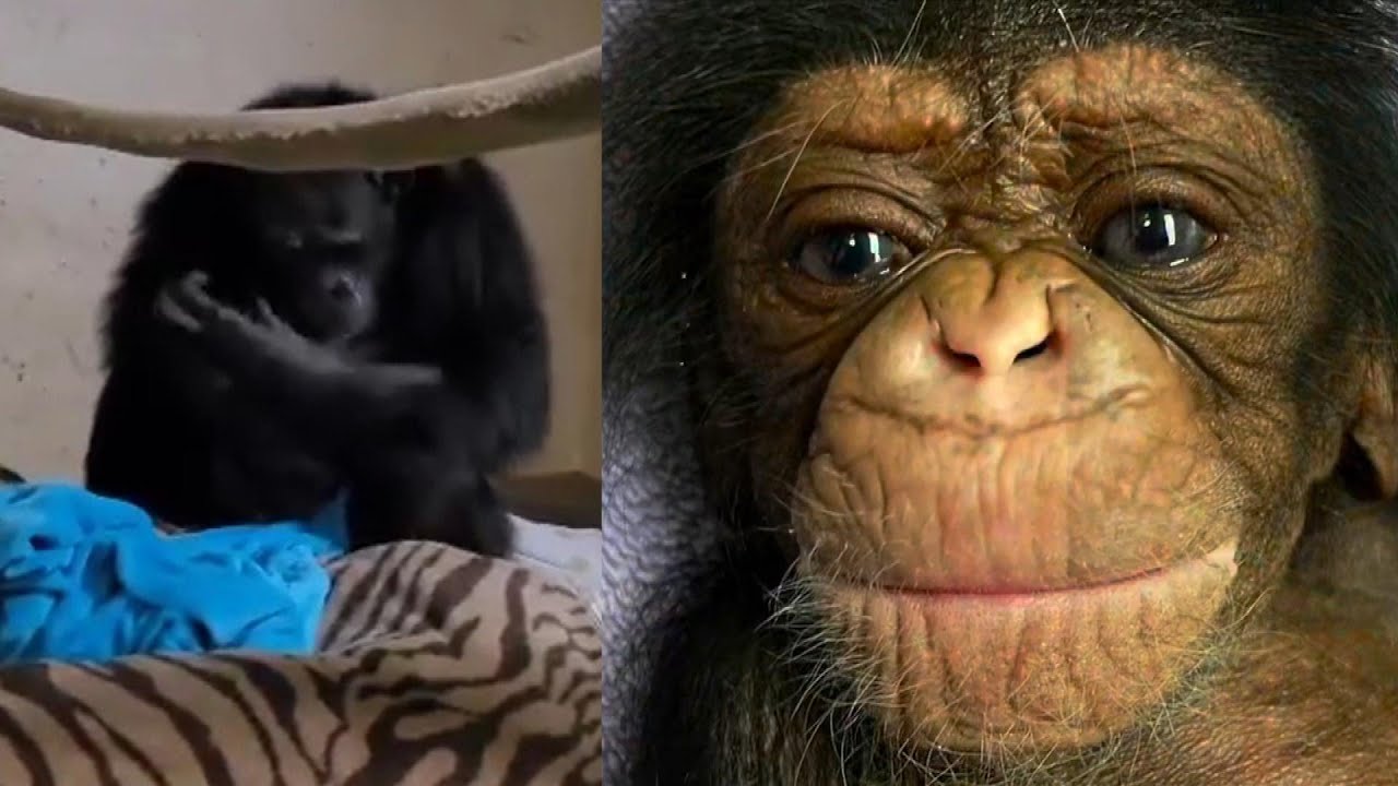 Emotional Moment Chimpanzee Is Reunited With Newborn