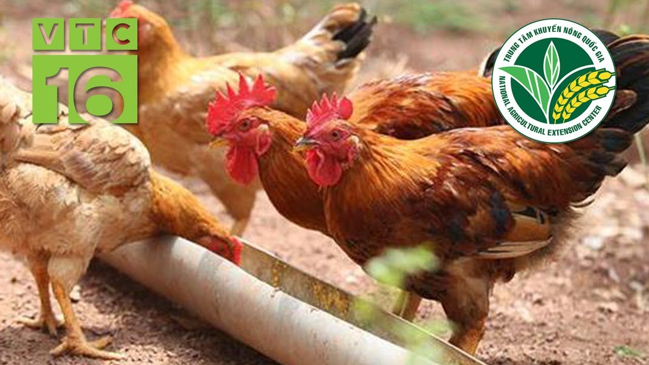 Bí quyết nuôi gà bán giá cực cao 120.000 đồng/kg | VTC16