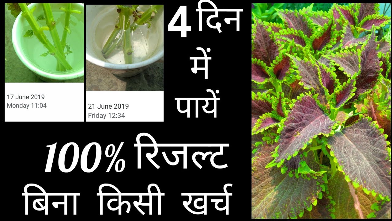 79:- कोलियस के पौधे की देखभाल कैसे करें और कैसे उगायें / How to Care & Grow Coleus Plant.