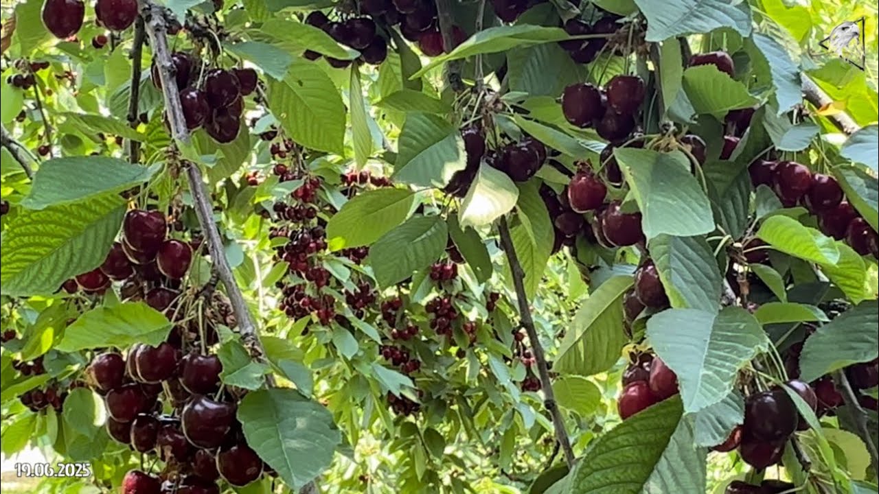 Гилас бак. Баткен облусу. Кадамжай районуну, Сырт Айылы