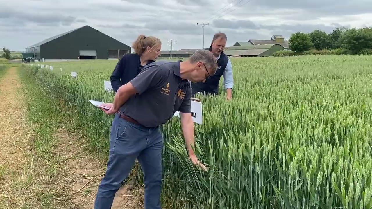 KWS Dawsum Winter Wheat 2022: High Yielding Variety In The North