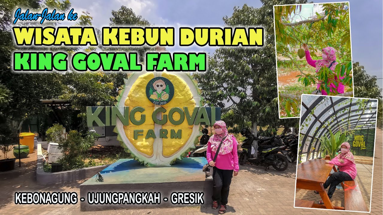 Jalan-Jalan ke Wisata Kebun Durian King Goval Farm I Kebonagung, Ujungpangkah, Gresik I Tahun 2021