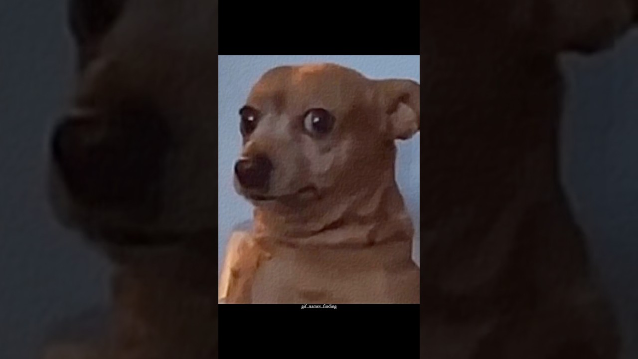 Gif names finding 146/2000 🐶😳 | DOGGO STARE |#gif #instagram #short #trending #viral #memes #dog