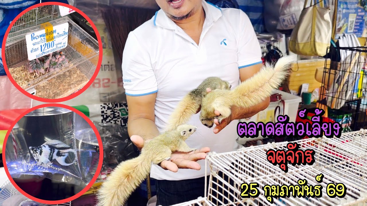 Zing’s Day l ตลาดสัตว์เลี้ยงจตุจักร 25 กุมภาพันธ์ 69 (Ep.343)