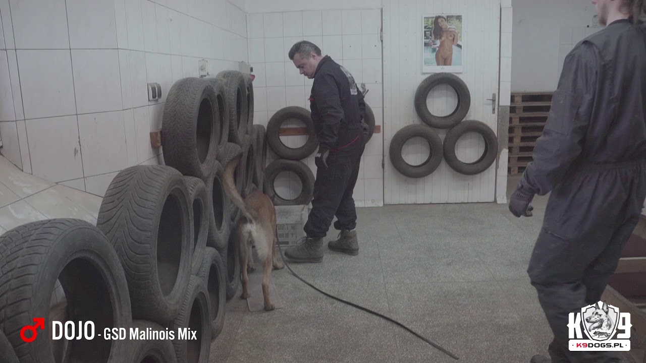 DOJO - K9 Prosper - GSD Malinois Mix  - Dual Purpose