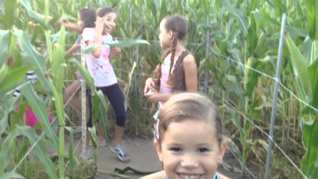 Corn Field Maze at the Peltzer Pumpkin Patch - 2011