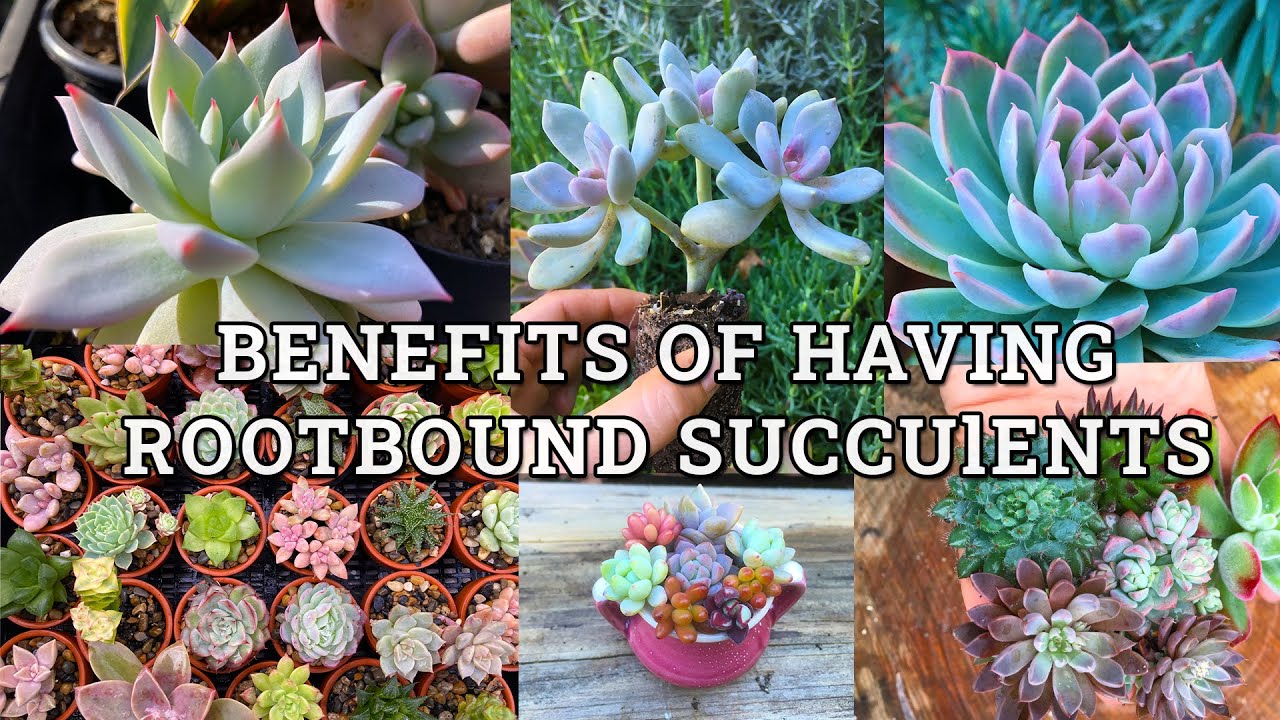Benefits of having rootbound succulents