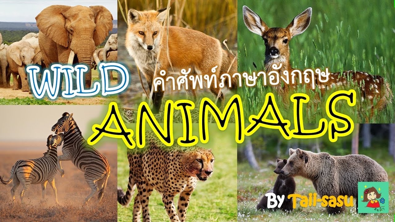 Wild Animals l สัตว์ป่า