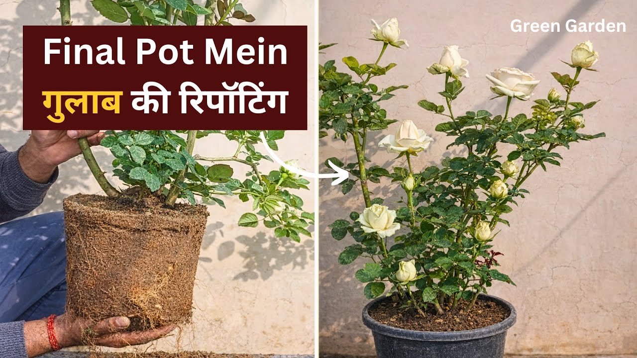 Rose Plant Final Pot Repotting | Dieback Se Kaise Bachaye?